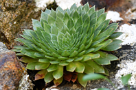Saxifraga florulenta